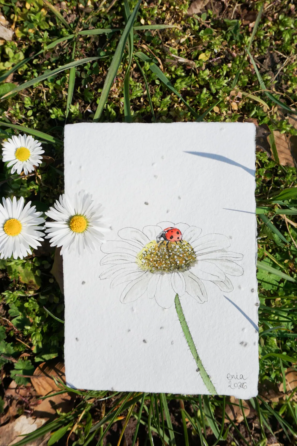 Der kurze Moment in dem ein leuchtend roter Marienkäfer auf einem Gänseblümchen landet, kurz verweilt und dann wieder wegfliegt. - auf handgeschöpftem Saatenpapier (Basilikum Samen)