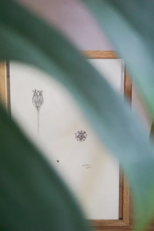 Wie ein Kelch beinhaltet die Pflanze unten geschützt alle Samen.