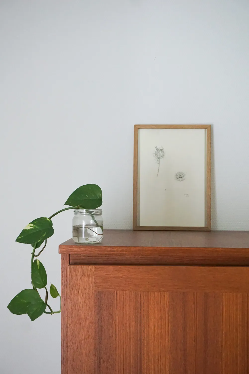 Die Samen der Pflanze sind in der Mitte um das Zentrum ausgerichtet.