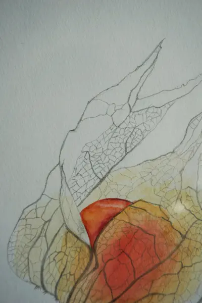 Die orangene Physallis strahlt ihre Farbkraft nach außen, wo sie von der zarten Hülle umrandet wird. Die Hülle ist ein Hauch von Nichts, so dünn und zerbrechlich.