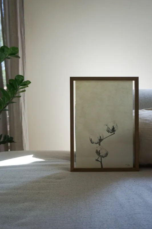 Baumwolle - die Pflanze mit den weißen bauschigen Früchten und den vertrocknet aussehenden Stilen.