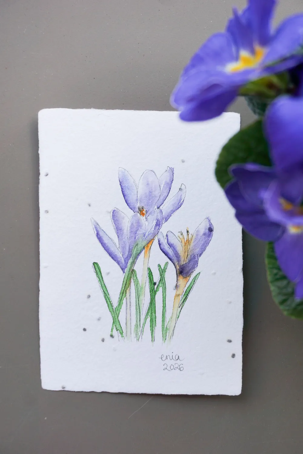 Krokusse sind mit einer der ersten Blumen, die im neuen Jahr Farbe in die Natur bringen. - auf handgeschöpftem Saatenpapier (Basilikum Samen)