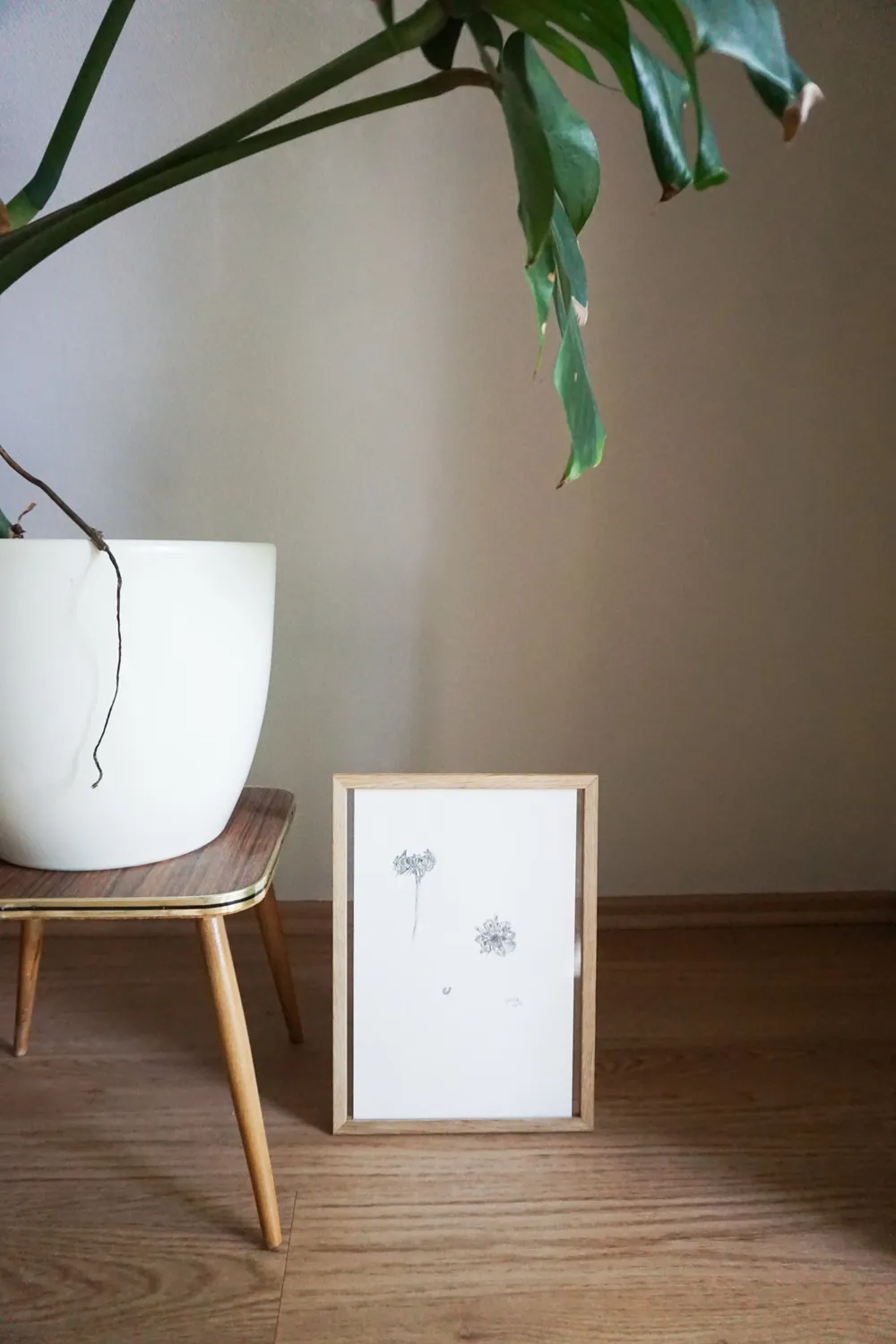 Die Samen der Pflanze sehen aus wie vertrocknete Blütenblätter.