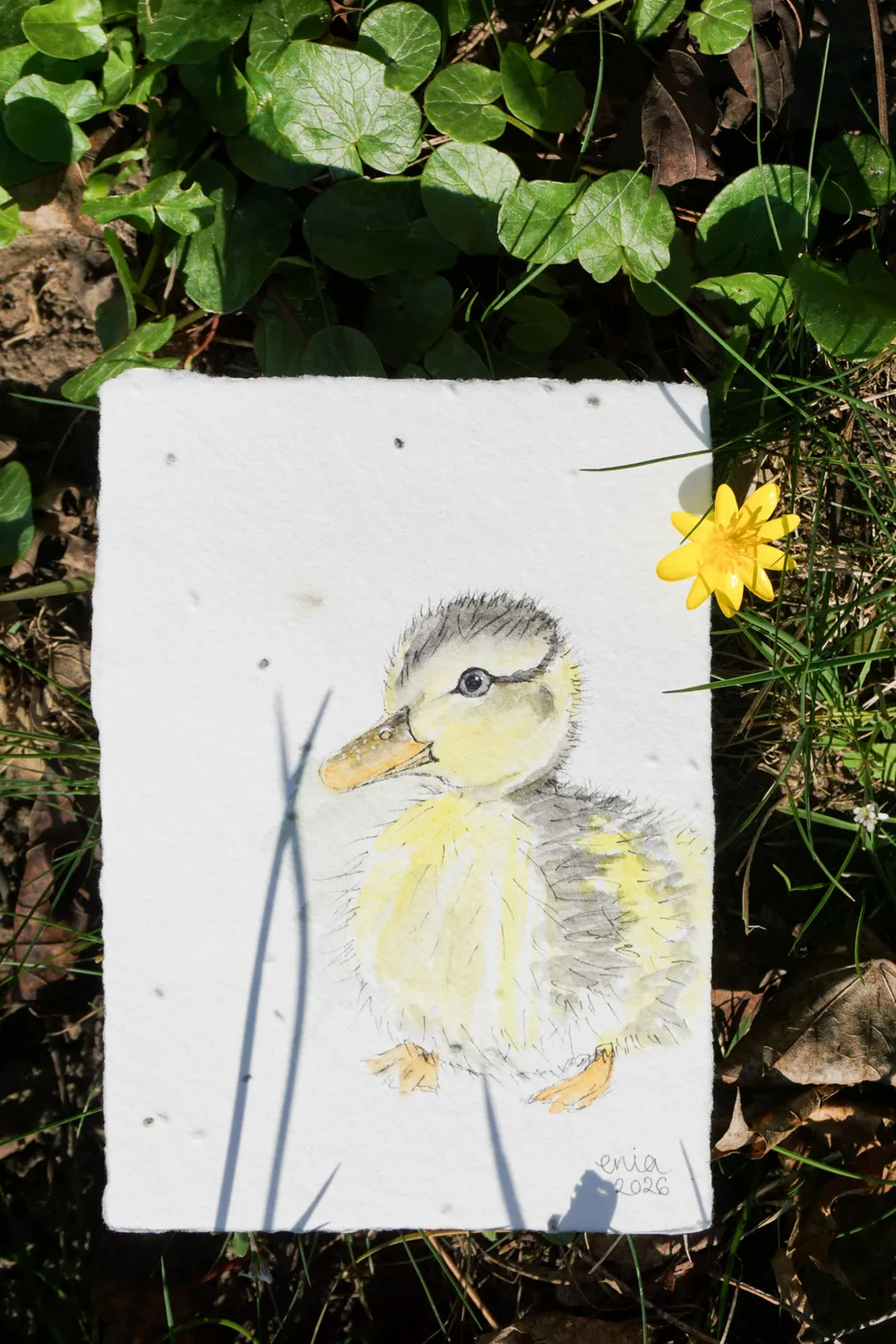 Das Entenbaby schwimmt mit seinen Geschwistern der Mutter hinterher und entdeckt dabei die Welt. - auf handgeschöpftem Saatenpapier (Basilikum Samen)