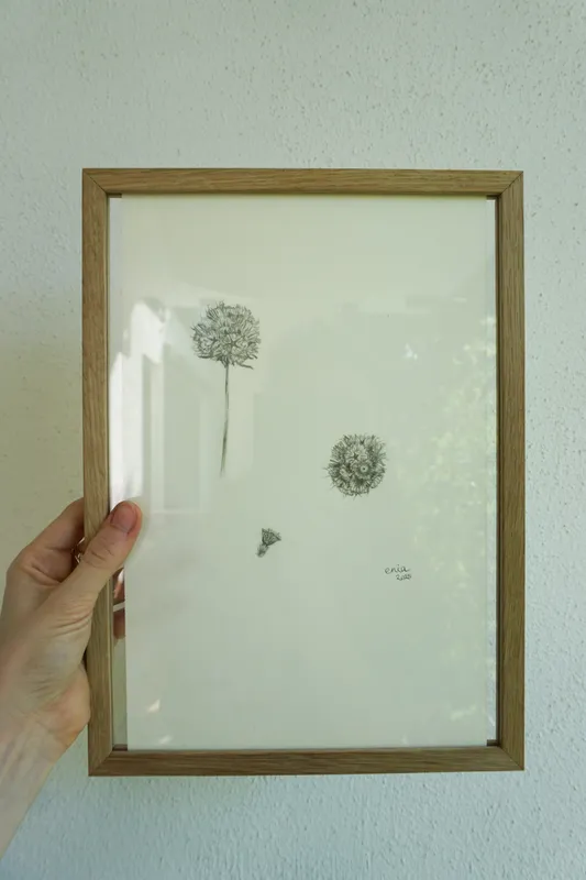 Die Samen der Pflanze sehen aus wie kleine Schirme, die vom Wind weggetragen werden.