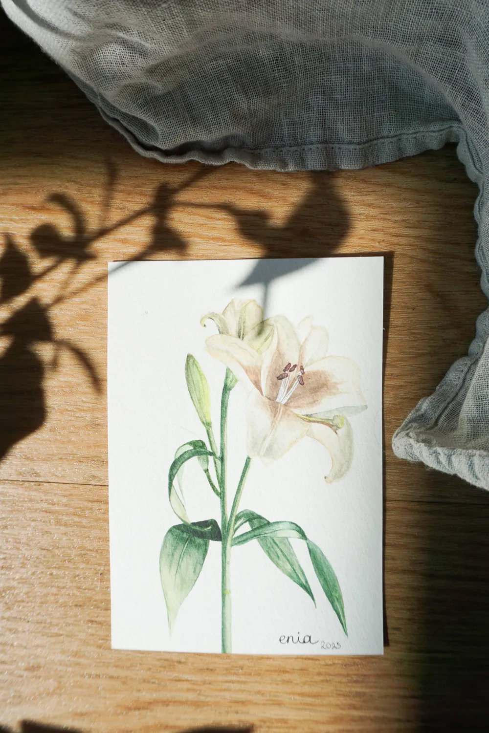 Die großen dünnen Blütenblätter umgeben die beweglichen Staubblätter der Lilie, welche im Wind sanft hin und her bewegt werden.